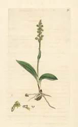 Myskiorkidea, Herminium monorchis (Musk orchis, Ophrys monorchis). Käsinvärinen kuparikaiverrus James Sowerbyn kuvituksen jälkeen James Smithin Englannin kasvitieteellisestä lehdestä Lontoossa