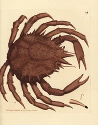 Norjan kuningasrapu tai pohjoisen kivirapu, Lithodes maja. James Sowerbyn käsinvärinen kuparikaiverrus The British Miscellanysta tai värillisiä hahmoja uusista, harvinaisista tai vähän tunnetuista eläimistä.