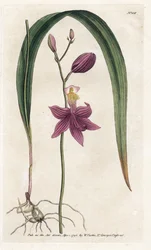Orkidea: calopogon tuberus - James Sowerbyn (1757-1822) litografia, William Curtis