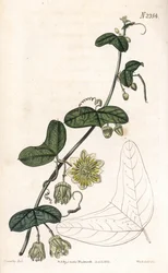 Passionflower -lajike - Passiflora biflora (Crescent-leaved passionflower, Passiflora lunata). Weddellin käsinvärinen kuparikaiverrus James Sowerbyn kuvituksen jälkeen Samuel Curtisin "" Botanical Magazine -lehdestä" Lontoossa