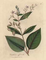 Vaaleanpunainen kukkainen perulainen kuoripuu, Cinchona officinalis