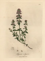 Vaaleanpunainen kukkainen puutarhatimjami, Thymus vulgaris