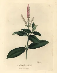Vaaleanpunainen kukkainen viherminttu, Mentha viridis