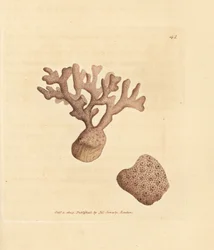 Porella compressa (Millepora compressa). James Sowerbyn käsinvärinen kuparikaiverrus The British Miscellanysta tai värillisiä hahmoja uusista, harvinaisista tai vähän tunnetuista eläimistä.