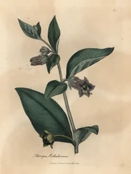 Violettikukkainen belladonna, Atropa belladonna