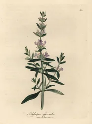 Purppurakukkainen iisoppi, Hyssopus officinalis