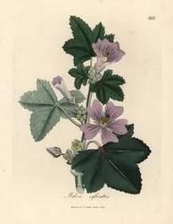 Purppurakukkainen malva, Malva sylvestris
