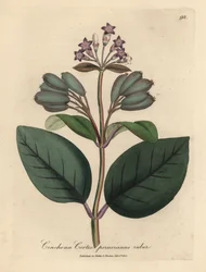 Violetti kukkainen punainen perulainen kuoripuu, Cinchona cortex peruvianus ruber
