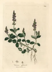 Violetti kukkainen veronika, Veronica officinalis