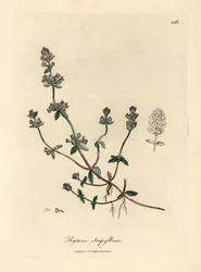 Violetti kukkainen villitimjami, Thymus serpyllum