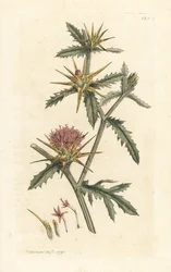 Purppura starthistle, Centaurea calcitrapa (Centauree viistoperä, Centauree etoilee tai Star Thistle) Käsinvärinen kuparikaiverrus James Sowerbyn kuvituksen mukaan James Smithin Englannin kasvitieteestä Lontoossa