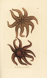 Purppura aurinkotähti, Solaster endeca (yhdeksänsäteinen meritähti, Asterias endeca). James Sowerbyn käsinvärinen kuparikaiverrus The British Miscellanysta tai värillisiä hahmoja uusista, harvinaisista tai vähän tunnetuista eläimistä.