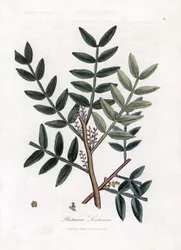 Kittipuu tai lentiscus-pistaasi - Kittipuu, Pistacia lentiscus. Käsinvärinen kuparilevykaiverrus James Sowerbyn kasvitieteellisestä kuvituksesta William Woodvillesta ja Sir William Jackson Hookerin "" Medical Botany" -teoksesta, John Bohn, Lontoo