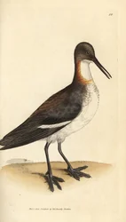 Punakaulainen phalarope, Phalaropus lobatus (Phalaropus hyperboreus). James Sowerbyn käsinvärinen kuparikaiverrus The British Miscellanysta tai värillisiä hahmoja uusista, harvinaisista tai vähän tunnetuista eläimistä.