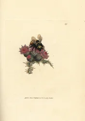 Kivikkokimalainen, Bombus lapidarius (Apis flavicollis), ohdakkeella. James Sowerbyn käsin väritetty kuparikaiverrus teoksesta The British Miscellany, or Coloured figures of new, rare, or little known animal subjects.