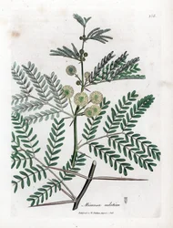 Red Gum - arabikumi, Acacia nilotica. Käsinvärinen kuparilevykaiverrus James Sowerbyn kasvitieteellisestä kuvituksesta William Woodvillesta ja Sir William Jackson Hookerin "" Medical Botany" -teoksesta, John Bohn, Lontoo