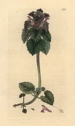 Punainen nokkonen, Lamium purpureum Käsinvärinen kuparikaiverrus James Sowerbyn piirustuksen mukaan James Smithin englantilaiseen kasvitieteeseen