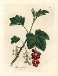 Punaherukkapuu, Ribes rubrum
