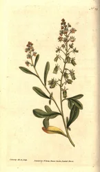 Reseda odorant - Makean tuoksuinen reseda tai mignonette, Reseda odorata. James Sowerbyn käsinvärinen kuparikaiverrus ja kasvitieteellinen kuvitus William Curtisin The Botanical Magazinesta, Lambeth Marsh, Lontoo