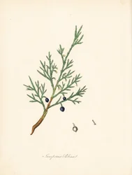 Sabiinikataja - Tavallinen savin tai katajasavin, Juniperus sabina. Otettu James Sowerbyn kuvituksesta William Woodvillesta ja Sir William Jackson Hookerin teoksesta "Medical Botany".