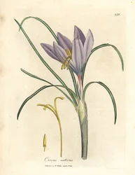 Sahramikrookus, Crocus sativus