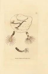 Hiekkamato karmiininpunaisilla tuntoterillä, Amphitrite rosea. James Sowerbyn käsinvärinen kuparikaiverrus The British Miscellanysta tai värillisiä hahmoja uusista, harvinaisista tai vähän tunnetuista eläimistä.