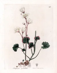 Saxifrage rakeet tai kuplat - Valkoinen saksifrage, Saxifraga granulata. Käsinvärinen kuparilevykaiverrus James Sowerbyn kasvitieteellisestä kuvituksesta William Woodvillesta ja Sir William Jackson Hookerin "" Medical Botany" -teoksesta, John Bohn, Lontoo