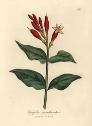 Scarlet-kukkainen intialainen pinkki, Spigelia marilandica