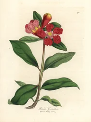 Punakukkainen granaattiomenapuu, Punica granatum