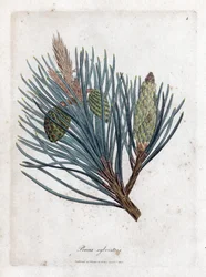 mänty - kuusi tai mänty, Pinus sylvestris. Käsinvärinen kuparilevykaiverrus James Sowerbyn kasvitieteellisestä kuvituksesta William Woodvillesta ja Sir William Jackson Hookerin "" Medical Botany" -teoksesta, John Bohn, Lontoo