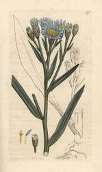 Meriasteri, Tripolium pannonicum subsp. tripolium (Sea starwort, Aster tripolium) (Aster maritime) Käsinvärinen kuparikaiverrus James Sowerbyn kuvituksen jälkeen James Smithin Englannin kasvitieteellisestä lehdestä Lontoossa