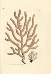 Merivihan, Gorgonia-lajit (Slender gorgonia, Gorgonia viminalis?). James Sowerbyn käsinvärinen kuparikaiverrus The British Miscellanysta tai värilliset hahmot uusista, harvinaisista tai vähän tunnetuista eläimistä.