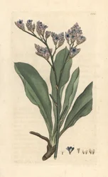 Merilaventeli, Limonium vulgare (Statice limonium) (merilaventeli) Käsinvärinen kuparilevykaiverrus James Sowerbyn kuvituksen mukaan James Smithin Englannin kasvitieteellisestä lehdestä Lontoossa