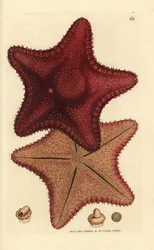 Meritähti tai meritähti, Hippasteria phrygiana (Asterias equestris?). James Sowerbyn käsinvärinen kuparikaiverrus The British Miscellanysta tai värillisiä hahmoja uusista, harvinaisista tai vähän tunnetuista eläimistä.
