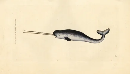 Meriyksisarvinen tai narvala, Monodon monoceros. Harvinainen kaksoishampaita. James Sowerbyn käsinvärinen kuparikaiverrus The British Miscellanysta tai värillisiä hahmoja uusista, harvinaisista tai vähän tunnetuista eläimistä.