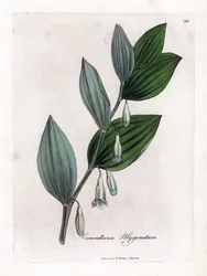 Solomon Multifloran sinetti - Salomonin sinetti, Polygonatum multiflorum. Käsinvärinen kuparilevykaiverrus James Sowerbyn kasvitieteellisestä kuvituksesta William Woodvillesta ja Sir William Jackson Hookerin "" Medical Botany" -teoksesta, John Bohn, Lontoo
