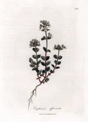 Lyhytnäköinen ruoho - Euphrasia officinalis. Käsinvärinen kuparilevykaiverrus James Sowerbyn kasvitieteellisestä kuvituksesta William Woodvillesta ja Sir William Jackson Hookerin "" Medical Botany" -teoksesta, John Bohn, Lontoo