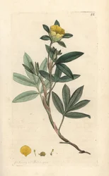 Pensainen cinquefoil, Dasiphora fruticosa tai Potentilla fruticosa (Cinquefoil frutescente ou la cinquefoil shbustive) Käsinvärinen kuparikaiverrus James Sowerbyn kuvituksen mukaan James Smithin Englannin kasvitieteellisestä lehdestä Lontoossa