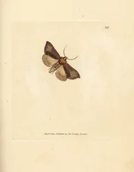 Hoikka kiillotettu brassels, Thysanoplusia orichalcea (Yorkshiren kiillotettu brasselkoi; Phalaena Noctua aerifera). James Sowerbyn käsinvärinen kuparikaiverrus The British Miscellanysta tai värilliset hahmot uusista, harvinaisista tai vähän tunnetuista el