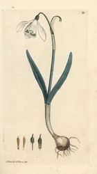 Lumikello, Galanthus nivalis. Käsinvärinen kuparikaiverrus James Sowerbyn kuvituksen jälkeen James Smithin Englannin kasvitieteellisestä lehdestä Lontoossa