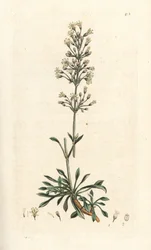 espanjalainen saalisperho, Silene otites (espanjalainen campion, Cucubalus otites) (silene a pienet lehdet) Käsinvärinen kuparikaiverrus James Sowerbyn kuvituksen jälkeen James Smithin Englannin kasvitieteestä, Lontoo
