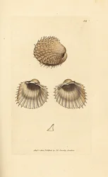 Piikikäs sydänsimpukka, Acanthocardia aculeata (Cardium spinosum). James Sowerbyn käsin väritetty kuparikaiverrus teoksesta The British Miscellany, or Coloured figures of new, rare, or little known animal subjects.