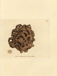 Sieni, Haliclona cinerea (Peruutettu sieni, Spongia cancellata). James Sowerbyn käsinvärinen kuparikaiverrus The British Miscellanysta tai värillisiä hahmoja uusista, harvinaisista tai vähän tunnetuista eläimistä.