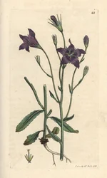 Levittävä kellokukka, Campanula patula Käsinvärinen kuparilevykaiverrus James Sowerbyn piirustuksen jälkeen James Smithin Englannin kasvitieteestä Lontoossa