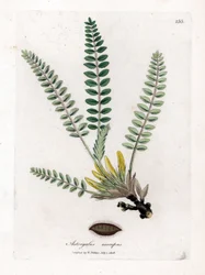 Stemless Astragalus - Varreton maitovirka, Astragalus excapus. Käsinvärinen kuparilevykaiverrus James Sowerbyn kasvitieteellisestä kuvituksesta William Woodvillesta ja Sir William Jackson Hookerin "" Medical Botany" -teoksesta, John Bohn, Lontoo