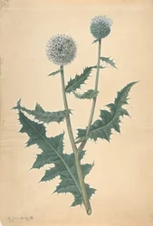 Tutkimus ohdakkeesta ennen vuotta 1822.