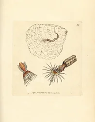 Putkenrakennus annelid fanworm, Spirobranchus triqueter. James Sowerbyn käsinvärinen kuparikaiverrus The British Miscellanysta tai värillisiä hahmoja uusista, harvinaisista tai vähän tunnetuista eläimistä.