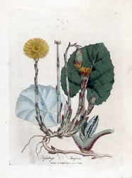 Tuslage or ei aasi - Coltsfoot, Tussilago fara. Käsinvärinen kuparilevykaiverrus James Sowerbyn kasvitieteellisestä kuvituksesta William Woodvillesta ja Sir William Jackson Hookerin "" Medical Botany" -teoksesta, John Bohn, Lontoo