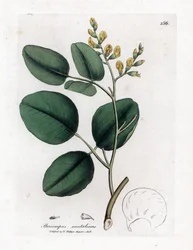 Fabacee-lajike (palkokasvi) - punainen santelipuu, Pterocarpus santalinus. Käsinvärinen kuparilevykaiverrus James Sowerbyn kasvitieteellisestä kuvituksesta William Woodvillesta ja Sir William Jackson Hookerin "" Medical Botany" -teoksesta, John Bohn, Lonto
