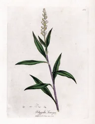 Virginia polygale tai maitoruoho - Senega, Polygala senega. Käsinvärinen kuparikaiverrus James Sowerbyn kasvitieteellisestä kuvituksesta William Woodvillesta ja Sir William Jackson Hookerin "" Medical Botany" -teoksesta, John Bohn, Lontoo